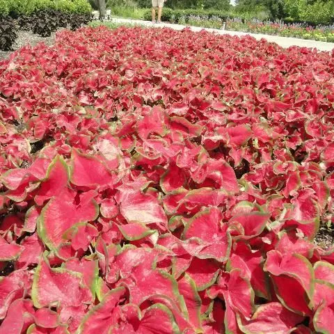 thumbnail for publication: Cherry Tart™—A Dwarf Red Lance-Leaved Caladium Variety